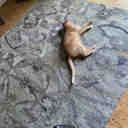 Langley Street® Lineberger Floral Handmade Tufted Sage Green/Beige Area ...