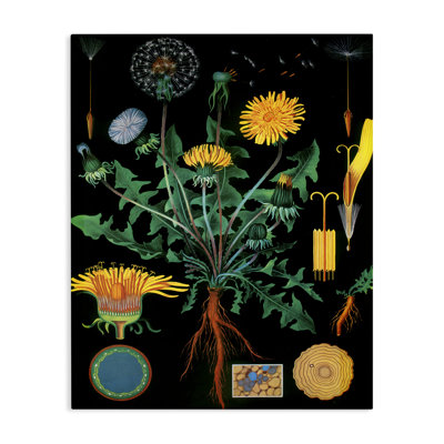 Toile Dandelion Botanical Illustration, design par Vintage Hustle