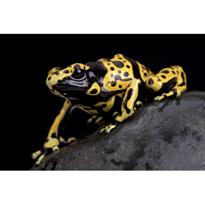Pericas " Yellow-Banded Poison Dart Frog " by Reptiles4All