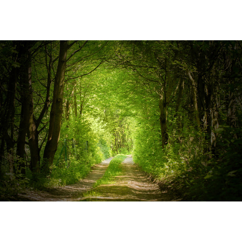 Magic Forest Path by Nevarpp - Wrapped Canvas Print, 30cm H x 46cm W x 3.8cm D