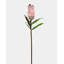 Pink Mink Protea 29"