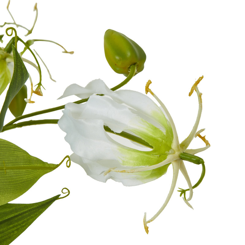 Anastasija Arrangement