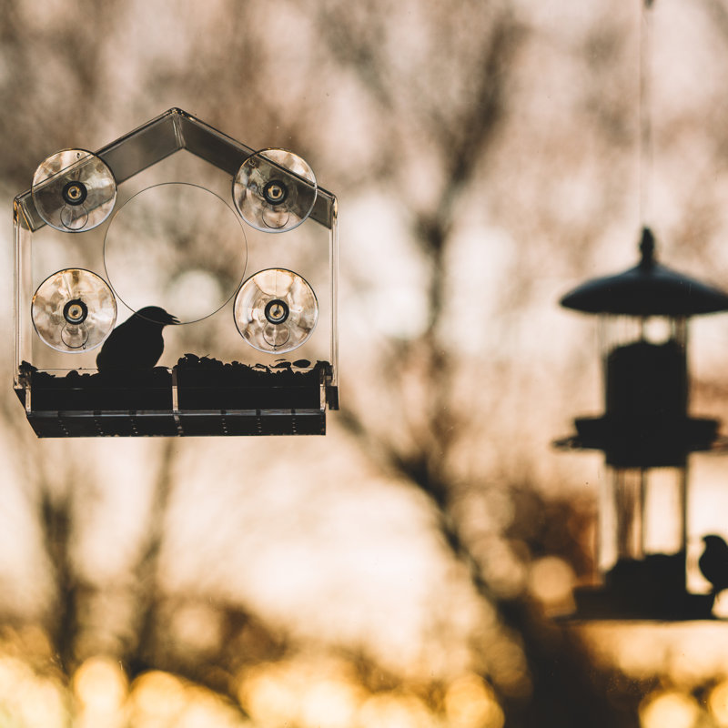 Mangeoire d'oiseaux sur plateau