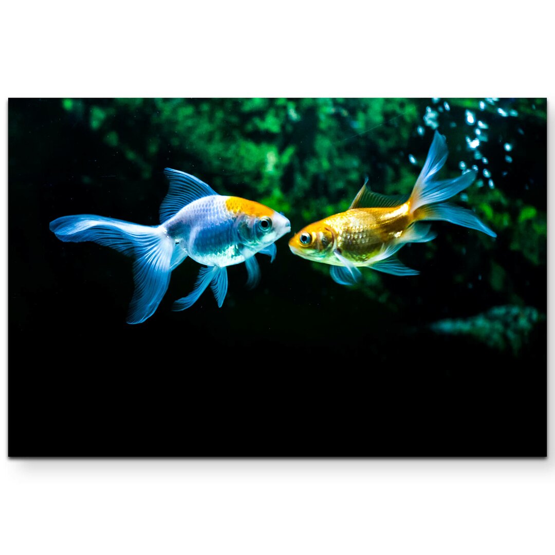 Leinwandbild Goldfische im Aquarium