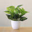 9.4'' Faux Bonsai Plant in Pot-310995810-318553636