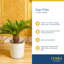 Palm Plant in Planter