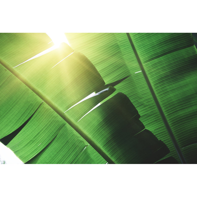Fond d'arbres tropicaux par Andrey Danilovich, H 24 po x l 36 po