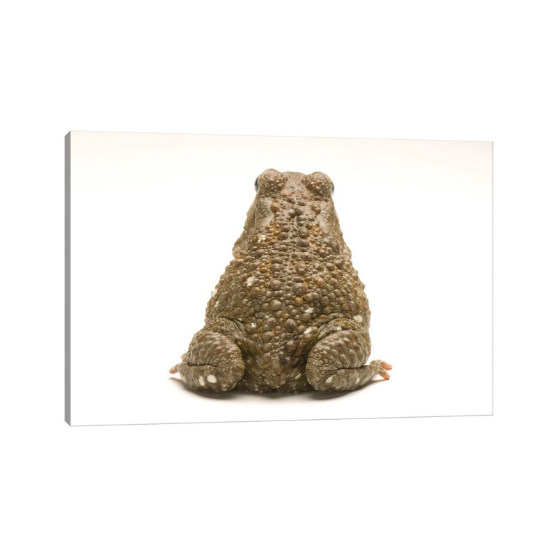 An Egyptian Or Square-Marked Toad At The National Mississippi River Museum And Aquarium by Joel Sartore - Gallery-Wrapped Canvas Giclée on Canvas