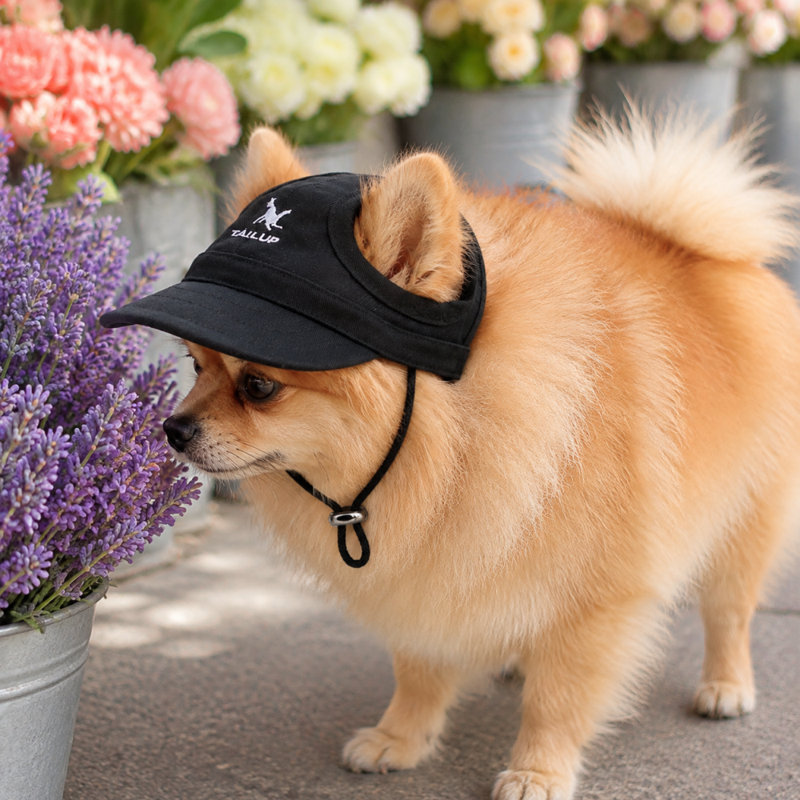 Casquette de baseball pour animaux de compagnie avec ouvertures auriculaires et sangle réglable pour chiens et chats, Noir