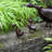Krugerville Animals Weather Resistant Metal Garden Statue