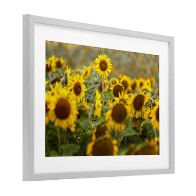 «Central Sunflower in Meadow», reproduction sous verre encadrée, design par Andy Crawford
