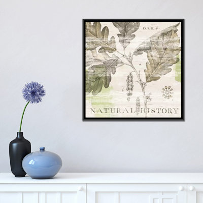 Natural History Oak Natural History Oak IV by Sue Schlabach - Gallery-Wrapped Canvas Giclée
