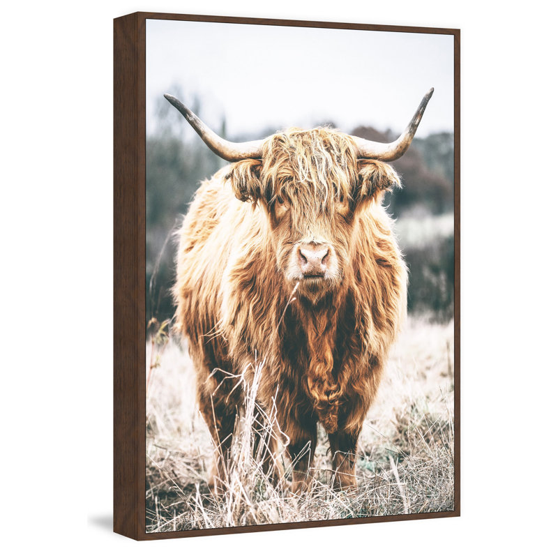 Scottish Highland Cattle - Print, Floater Brown Framed Canvas, 76cm H x 76cm W x 3.81cm D
