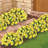 Daisy Arrangement in Jar-1383805029