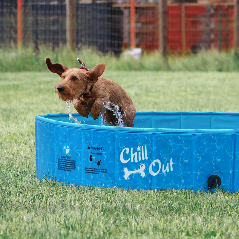 Foldable Pet Swimming Pool For Kids And Dogs, 63" x 11.8"