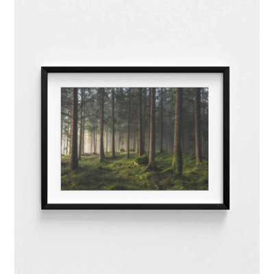 Art mural forêt de pin brumeux - impression de paysage de printemps