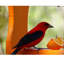 Mangeoire à oiseaux recyclée