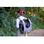 Adventure Cat Carrier Backpack