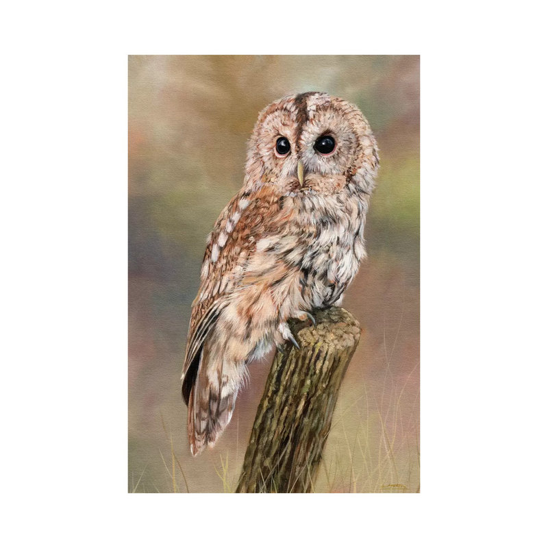 Tawny Owl by David Stribbling - Wrapped Canvas Gallery-Wrapped Canvas Giclée, 66.04 cm H x 45.72 cm W