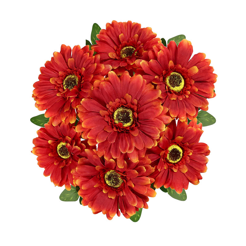 Gerbera Daisy Bushes, Orange