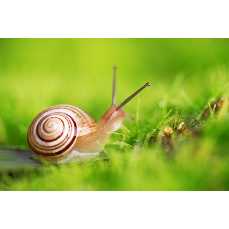 Puccia Creeper Snail - Wrapped Canvas Print, 30cm H x 46cm W x 3.8cm D
