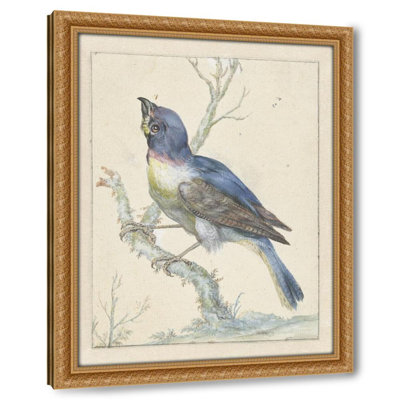 Lazuli Bunting (c. 1670 - c. 1719)