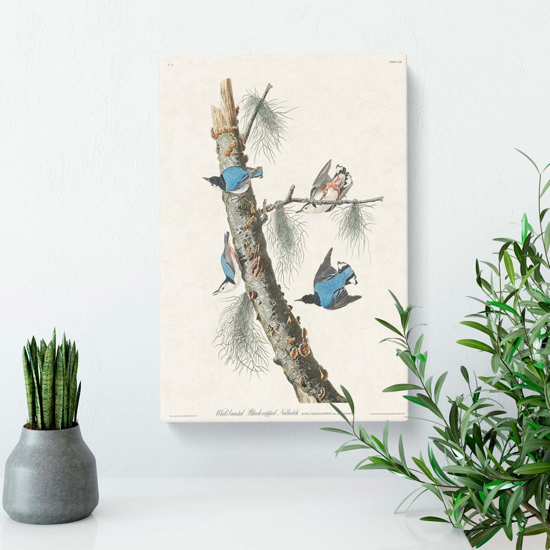Nuthatch Birds by John James Audubon - Wrapped Canvas