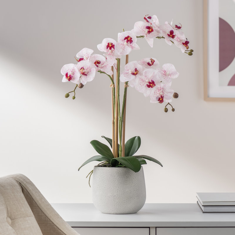Faux orchidée Phalaenopsis, Blanc / rose