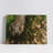 Head of Nutria-25573256