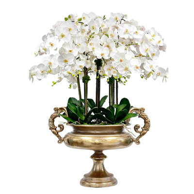 Orchid In Gold Urn