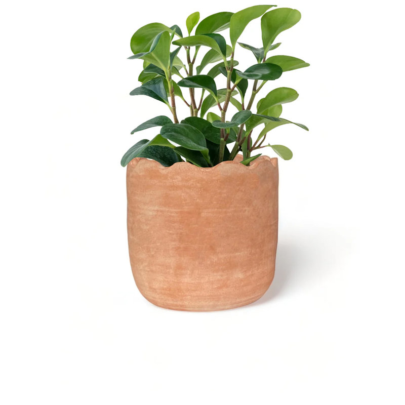 Wavy Planter Medium, 11'' H X 11'' W X 11'' D