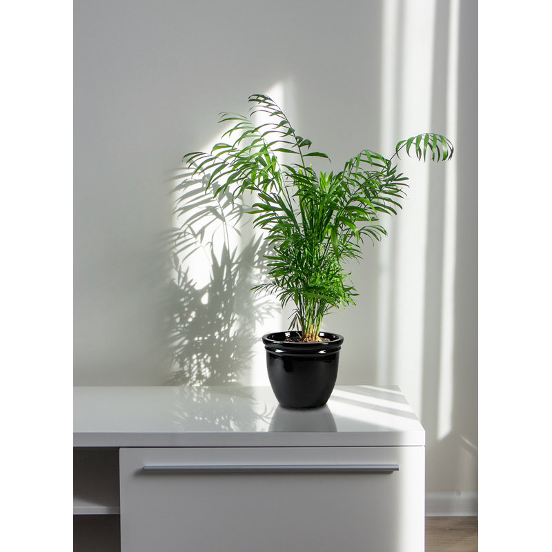 Pot à fleurs en céramique Darende, H 8,75 po x l 10,5 po x P 10,5 po