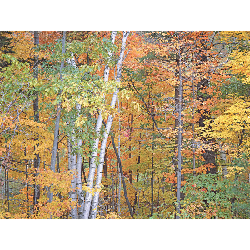 White Mts. Autumn Forest Print by Bruce Heinemann, Black Framed Canvas, 32" H x 24" W