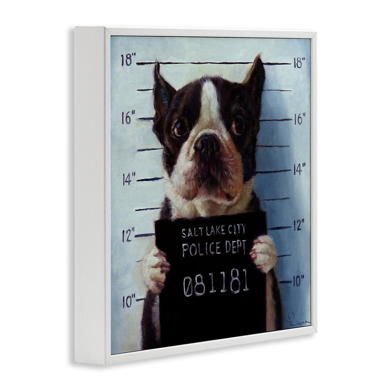Drôle de Boston Terrier, prisonnier de police par Lucia Heffernan, H 12 po x l 12 po