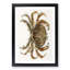Rock Crab by J.E. De Kay - Picture Frame Painting Print-55618315-55618317