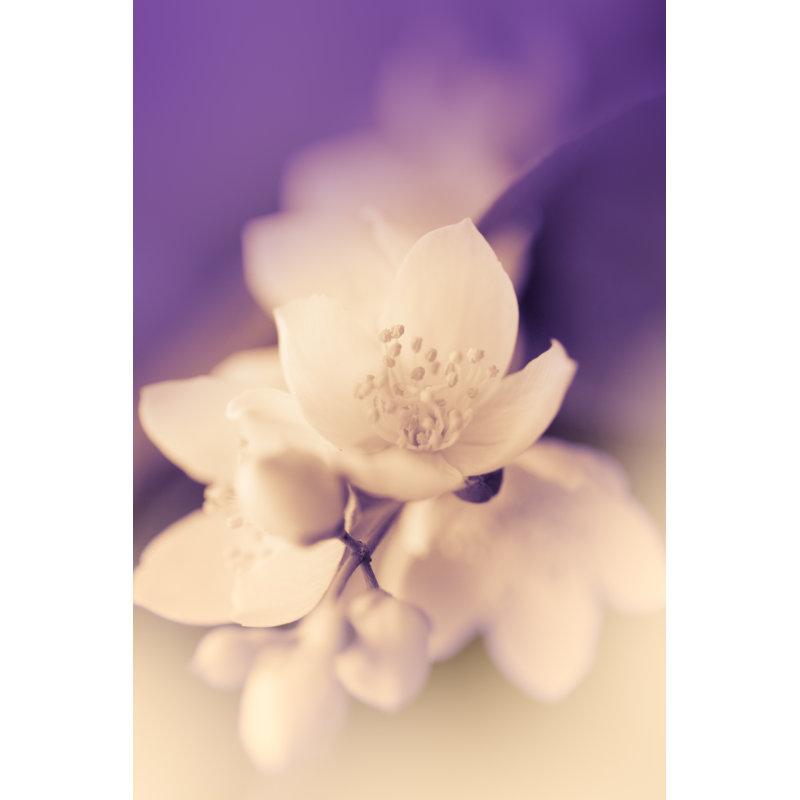 Jasmine Flower by Jeja - Print, 76cm H x 51cm W, White