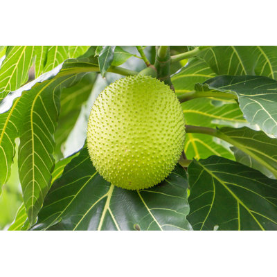 " Breadfruit On Tree "
