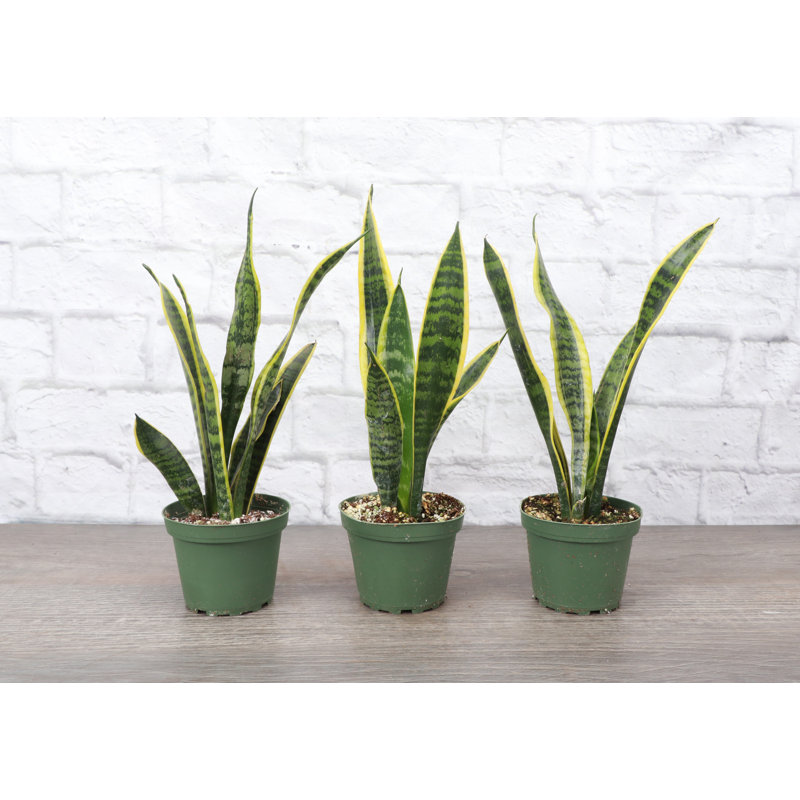 Live Variegated Snake Plant Set