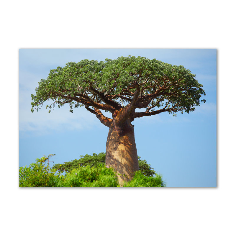 Baobab - Wrapped Canvas Print