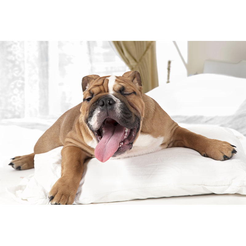 " English Bulldog In The Bedroom " by Alkir, 8" H x 12" W x 1.25" D