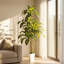 Dracaena artificiel brésilien en pot
