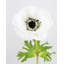 Real Touch Soft Peach Anemone 17.5"-702580128