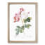 Damask Roses in Pink by Pierre-Joseph Redoute - Picture Frame Painting Print-55491079-55491080