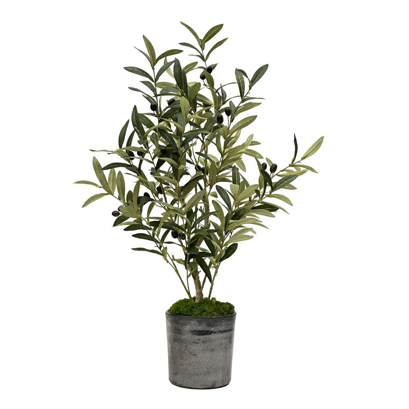 OLIVE TREE IN A VASE