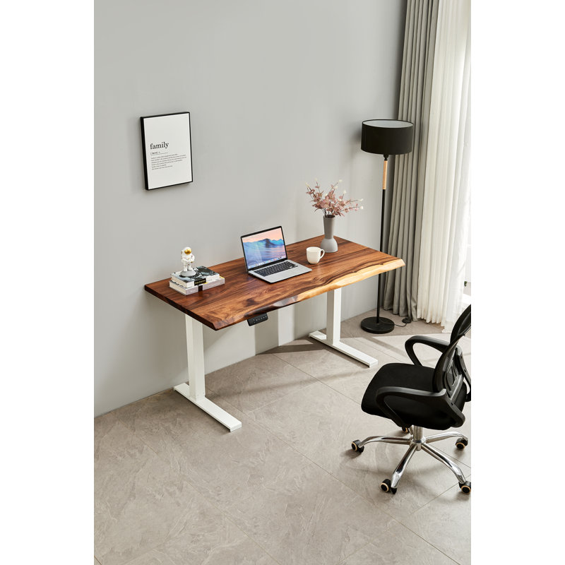 Adjustable Standing Desk with South American Walnut, Live Edge Desk, 29.5" H x 46" W x 24" D, White