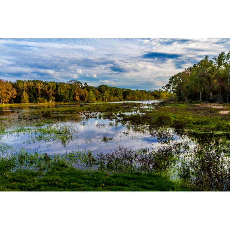 Feuillage d'automne lumineux, Texas. - Photographie sur toile tendue, H 8 po x l 12 po