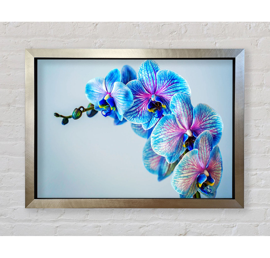 Blaue Orchideen Close Up Gerahmter Druck