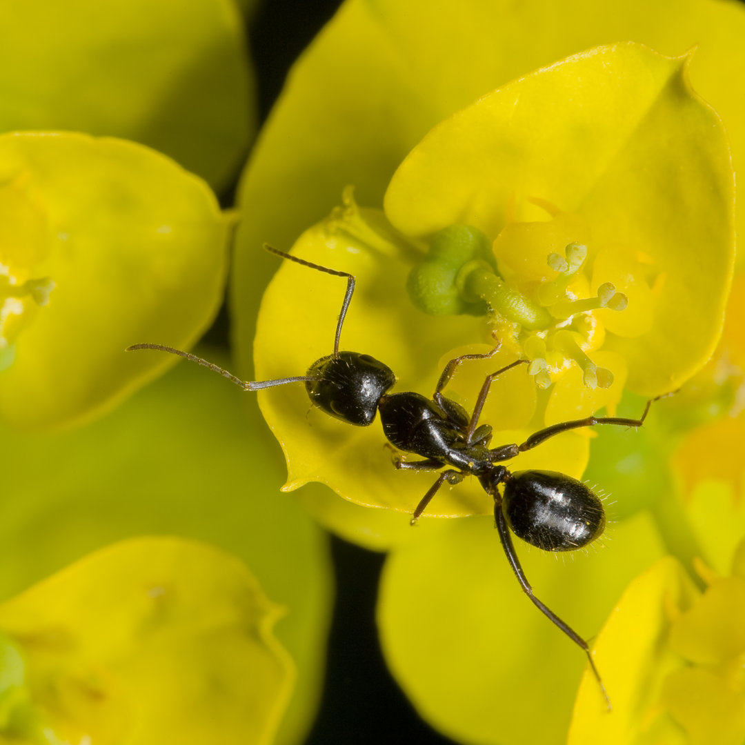 Summerlin Ant von Paronsuren - Leinwandfoto