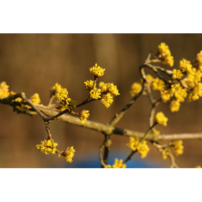 Cornaline par Eileen Kumpf - photographie sur toile tendue