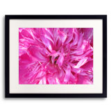 Second Peony Print by Drew Gaffney
